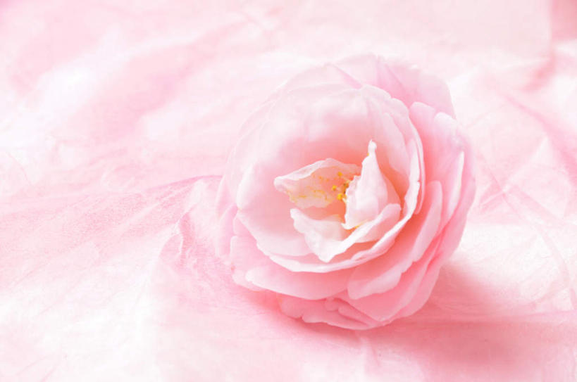 无人,横图,俯视,室内,特写,白天,山茶花,阴影,粉色背景,朦胧,模糊,盛开,反射,影子,花蕾,花,花瓣,花朵,鲜花,一朵,粉色,花苞,花蕊,摄影,影棚,玉茗花,耐冬,海石榴,茶花,彩图,高角度拍摄,影棚拍摄,拍摄