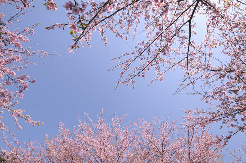 无人,横图,室外,白天,仰视,旅游,度假,美景,樱花,神奈川,日本,亚洲,许多,盛开,景观,神奈川县,花蕾,娱乐,花,花瓣,花朵,鲜花,粉色,蓝色,蓝天,天空,自然,天,花苞,花蕊,享受,休闲,景色,放松,晴朗,自然风光,东亚,本州,万里无云,关东地方,本州岛,日本国,仙樱花,福岛樱,青肤樱,晴空,晴空万里,荆桃,彩图,低角度拍摄