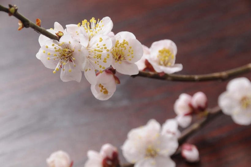 无人,横图,俯视,室内,特写,白天,餐桌,桌子,许多,棕色背景,朦胧,模糊,盛开,梅花,花蕾,花,花瓣,花朵,鲜花,白色,灰色,花苞,花蕊,摄影,影棚,餐台,高雅,坚强,梅,彩图,高角度拍摄,影棚拍摄,拍摄