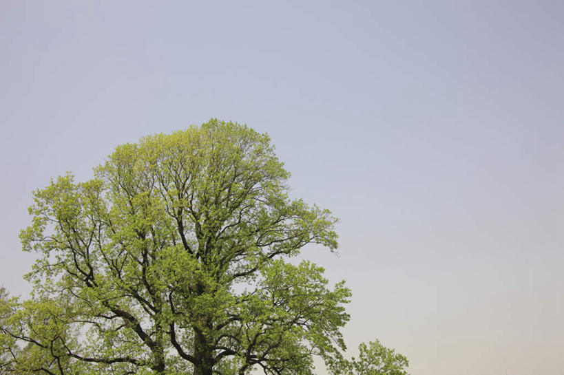 无人,横图,室外,白天,仰视,旅游,度假,美景,植物,一棵,朦胧,模糊,景观,娱乐,树,树木,绿色,天空,自然,天,春天,享受,休闲,景色,放松,生长,晴朗,成长,自然风光,万里无云,晴空,晴空万里,彩图,低角度拍摄