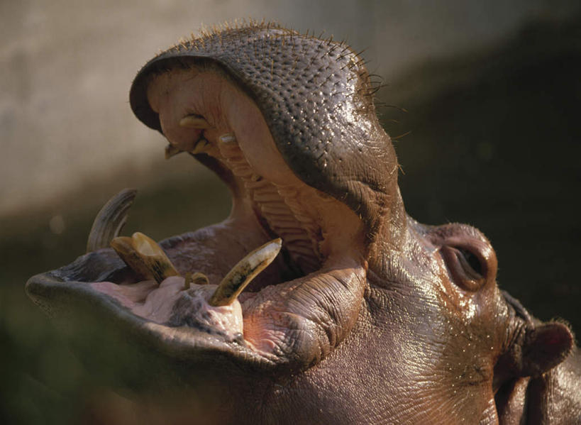 无人,横图,俯视,室外,白天,旅游,度假,美景,河马,野生动物,阴影,朦胧,模糊,光线,影子,景观,注视,娱乐,一只,阳光,自然,动物,看,张嘴,享受,休闲,景色,放松,关注,自然风光,凶猛,张大嘴巴,残暴,凶残,张开嘴,抬头,仰头,半身,彩图,高角度拍摄