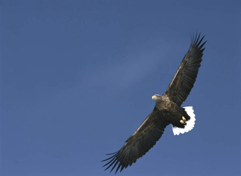 无人,横图,室外,白天,仰视,旅游,度假,美景,鸟,野生动物,飞翔,朦胧,模糊,飞行,鸟类,景观,云,云朵,云彩,娱乐,飞,一只,蓝色,白云,蓝天,天空,自然,动物,天,享受,休闲,景色,放松,晴朗,张开双腿,自然风光,白头鹰,凶猛,海雕,白头海雕,美洲雕,展开双腿,残暴,凶残,晴空,彩图,低角度拍摄,全身,伸展双腿