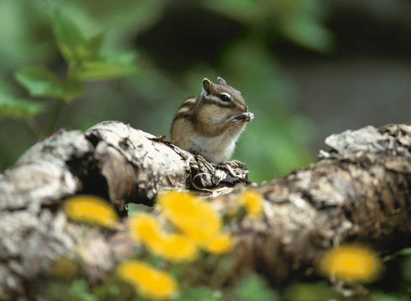 无人,站,横图,俯视,室外,白天,旅游,度假,草地,草坪,美景,植物,野生动物,北海道,日本,亚洲,握,朦胧,模糊,盛开,景观,拿,花蕾,拿着,注视,娱乐,草,花,花瓣,花朵,鲜花,一只,黄色,绿色,自然,动物,花苞,花蕊,松鼠,观察,看,站着,享受,休闲,景色,放松,可爱,握着,活泼,观看,察看,关注,自然风光,东亚,花栗鼠,日本国,北海道地方,北海道岛,花松鼠,站立,彩图,高角度拍摄,全身
