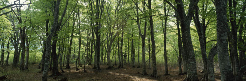 无人,横图,全景,室外,白天,正面,旅游,度假,美景,树林,植物,日本,亚洲,朦胧,模糊,景观,娱乐,树,树木,蓝色,绿色,蓝天,天空,自然,天,享受,休闲,景色,放松,生长,晴朗,成长,自然风光,东亚,本州,万里无云,本州岛,日本国,青森,青森县,东北地方,晴空,晴空万里,彩图,八甲田山