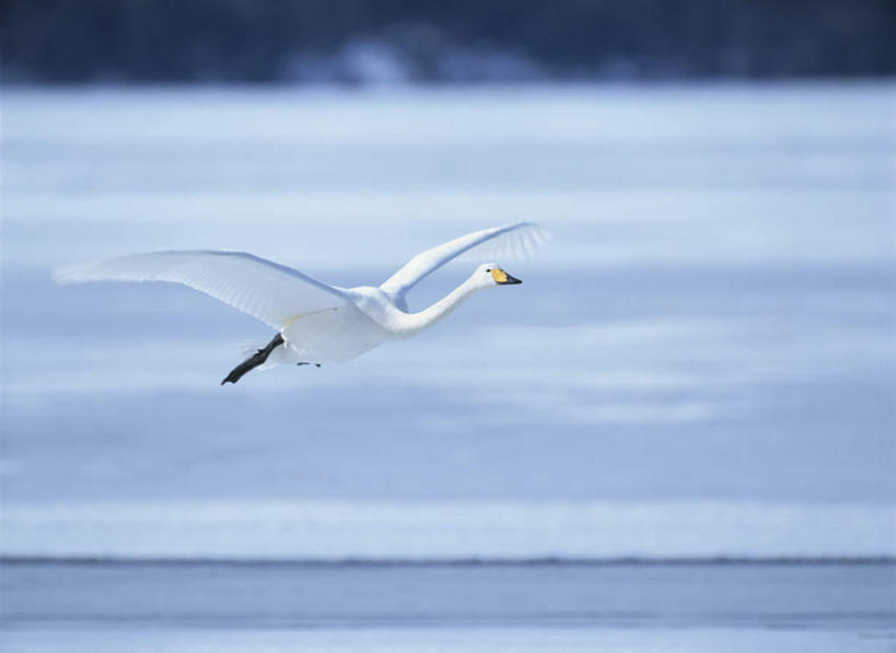 无人,横图,室外,白天,侧面,旅游,度假,美景,雪,大雪,鸟,野生动物,天鹅,北海道,日本,亚洲,飞翔,伸展,张开,展翅,朦胧,模糊,飞行,翅膀,鸟类,积雪,景观,雪景,冬季,冬天,娱乐,一只,自然,动物,享受,休闲,景色,放松,寒冷,可爱,自然风光,东亚,张开翅膀,日本国,北海道地方,北海道岛,严寒,展开翅膀,鹄,彩图,全身,钏路,钏路市