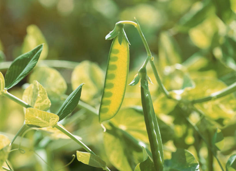 无人,农田,横图,室外,特写,白天,正面,旅游,度假,庄稼,农作物,美景,蔬菜,阴影,朦胧,模糊,新鲜,光线,影子,景观,豆类,豆子,豌豆,食品,娱乐,荷兰豆,食物,一个,阳光,自然,享受,休闲,景色,放松,有机食品,绿色食品,单个,自然风光,雪豆,豆科,寒豆,毕豆,麻累,国豆,小寒豆,麦豌豆,彩图,耕地,庄稼田