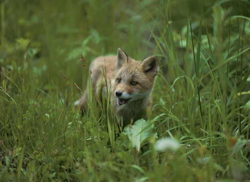 无人,走,横图,俯视,室外,特写,白天,旅游,度假,草地,草坪,美景,植物,狐狸,野生动物,朦胧,模糊,景观,注视,娱乐,草,一只,绿色,自然,动物,观察,看,享受,休闲,景色,放松,观看,察看,关注,自然风光,狡猾,狡诈,红狐,赤狐,草狐,步行,散步,走路,彩图,高角度拍摄,全身