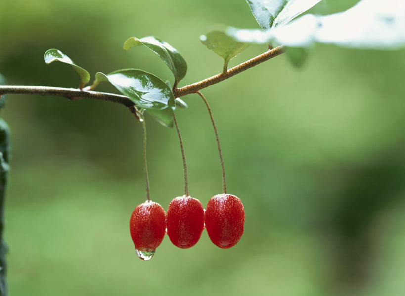 无人,横图,室外,特写,白天,正面,旅游,度假,美景,水,露水,橄榄,水果,叶子,一排,许多,朦胧,模糊,新鲜,整齐,透明,液体,景观,水滴,生食,食品,果实,绿叶,娱乐,水珠,树枝,食物,排列,红色,自然,露珠,享受,休闲,嫩叶,景色,放松,有机食品,绿色食品,生机,队列,剔透,自然风光,灵动,通明,叶,叶片,青果,白榄,彩图,晶莹