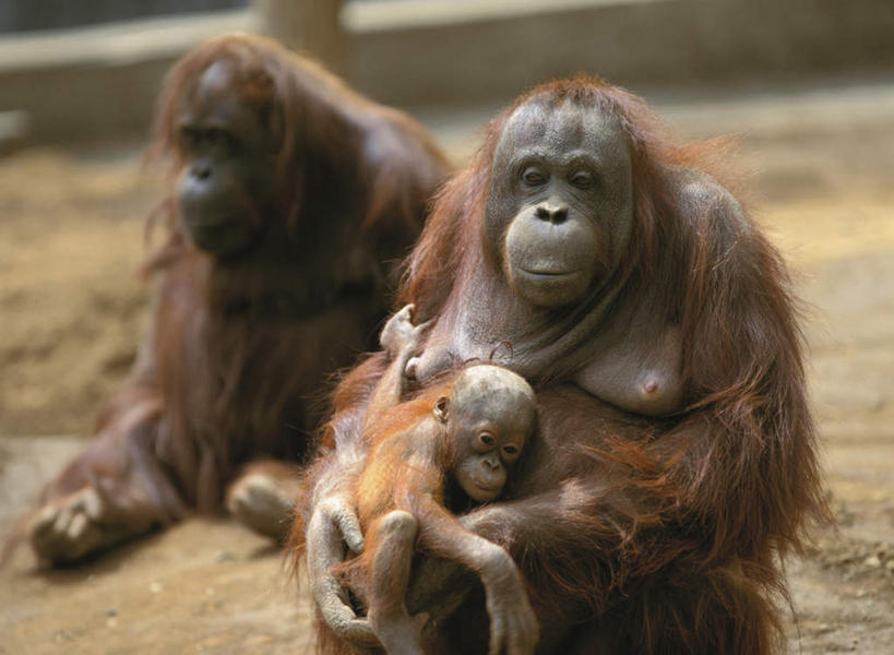 无人,栏杆,坐,抱,横图,俯视,室外,白天,旅游,度假,美景,野生动物,猩猩,三只,阴影,朦胧,模糊,光线,影子,景观,围栏,注视,娱乐,护栏,阳光,自然,动物,观察,看,享受,休闲,景色,放松,活泼,抱着,观看,察看,搂着,关注,自然风光,黄猩猩,红猩猩,红毛猩猩,怀抱,搂,搂抱,相抱,拥抱,坐着,半身,彩图,高角度拍摄