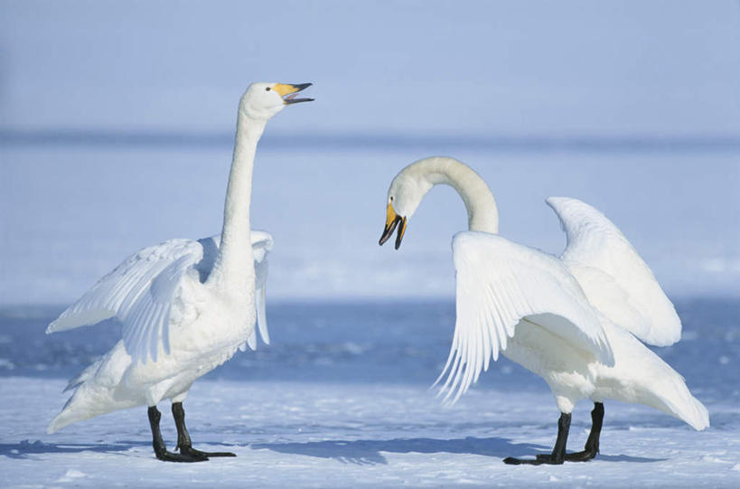 无人,站,横图,室外,特写,白天,侧面,旅游,度假,美景,雪,大雪,鸟,野生动物,天鹅,伸展,张开,展翅,阴影,朦胧,模糊,光线,翅膀,鸟类,影子,地平线,积雪,景观,雪景,冬季,冬天,辽阔,地面,娱乐,阳光,自然,动物,低头,站着,张嘴,两只,享受,休闲,广阔,景色,放松,寒冷,可爱,一望无际,自然风光,延伸,张大嘴巴,张开翅膀,天地相交,严寒,无边无际,一马平川,展开翅膀,张开嘴,鹄,抬头,仰头,站立,彩图,全身