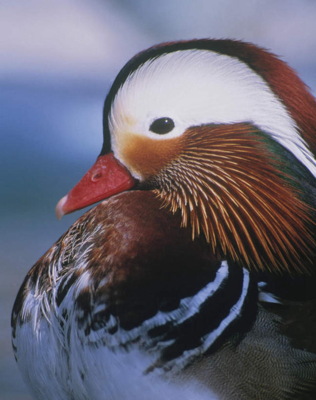 无人,夫妻,坐,竖图,俯视,室外,特写,白天,爱情,旅游,度假,美景,雪,大雪,鸟,鸳鸯,阴影,朦胧,模糊,光线,影子,积雪,景观,雪景,冬季,冬天,浪漫,娱乐,一只,阳光,自然,享受,休闲,景色,恩爱,放松,寒冷,恋人,自然风光,坚定,永恒,情意,严寒,夫妇,情侣,坐着,半身,彩图,高角度拍摄,伴侣