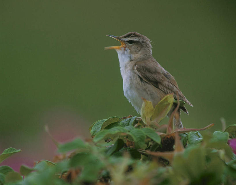 无人,站,横图,室外,特写,白天,侧面,旅游,度假,美景,植物,鸟,叶子,朦胧,模糊,画眉,鸟类,景观,绿叶,娱乐,树,树木,一只,绿色,自然,站着,张嘴,享受,休闲,嫩叶,景色,放松,生长,成长,自然风光,张大嘴巴,虎鸫,金画眉,叶,叶片,张开嘴,站立,彩图,全身