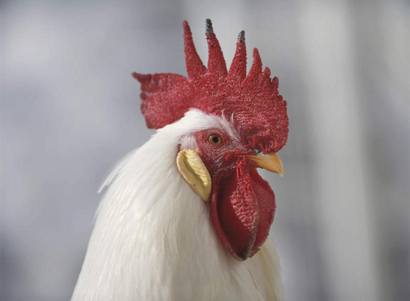 脸,头,脸颊,无人,站,横图,室外,特写,白天,侧面,旅游,度假,美景,鸡,朦胧,模糊,景观,鸡冠,注视,娱乐,家禽,一只,红色,白色,自然,动物,观察,看,站着,享受,休闲,景色,放松,牲畜,观看,察看,关注,自然风光,头部,脸部,脸蛋,面部,公鸡,站立,彩图