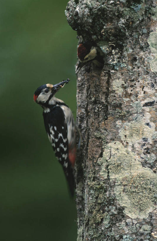 无人,站,竖图,室外,特写,白天,侧面,旅游,度假,美景,植物,鸟,啄木鸟,一棵,朦胧,模糊,鸟类,景观,娱乐,树,树木,一只,绿色,自然,站着,享受,休闲,景色,放松,生长,成长,自然风光,森林医生,站立,彩图,全身,益鸟