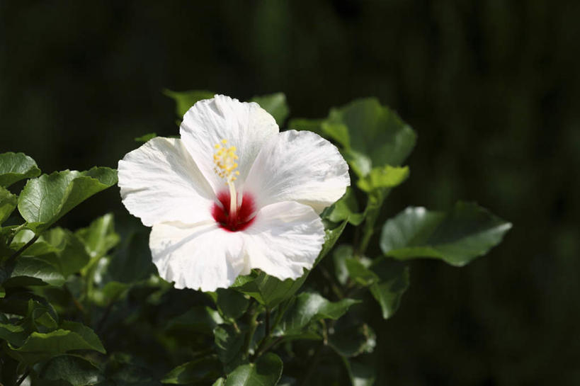 无人,横图,俯视,室内,特写,白天,美景,叶子,朦胧,模糊,盛开,景观,绿叶,花蕾,花,花瓣,花朵,鲜花,一朵,白色,自然,花苞,花蕊,嫩叶,景色,摄影,影棚,芙蓉,芙蓉花,自然风光,木芙蓉,拒霜花,地芙蓉,叶,叶片,彩图,高角度拍摄,影棚拍摄,拍摄