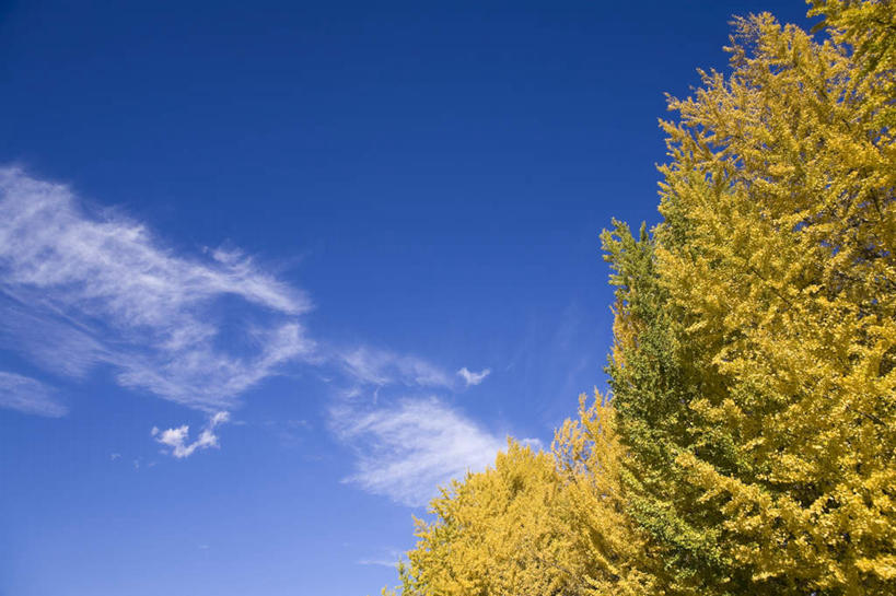 无人,横图,室外,白天,仰视,旅游,度假,美景,植物,银杏树,朦胧,模糊,景观,云,云朵,云彩,娱乐,树,树木,蓝色,绿色,白云,蓝天,天空,自然,天,享受,休闲,景色,放松,生长,晴朗,成长,自然风光,鸭脚树,晴空,银杏,公孙树,白果,彩图,低角度拍摄