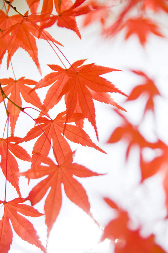 无人,竖图,室内,特写,白天,白色背景,正面,静物,叶子,许多,朦胧,模糊,枫叶,枯叶,落叶,黄色,红色,摄影,影棚,枫树叶,叶,叶片,彩图,影棚拍摄,拍摄