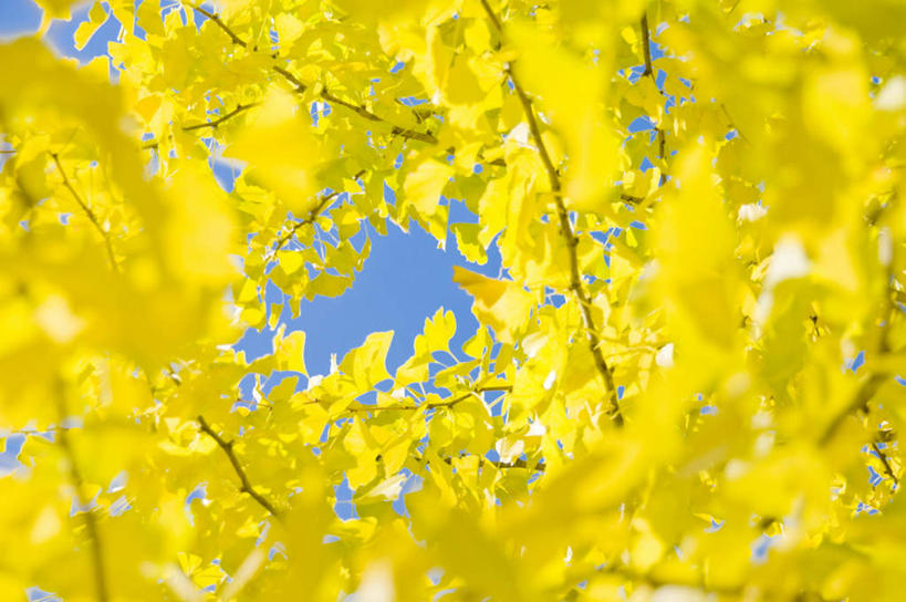 无人,横图,室外,白天,仰视,旅游,度假,美景,植物,银杏树,叶子,朦胧,模糊,景观,草药,药草,娱乐,中药,树,树木,树叶,蓝色,绿色,蓝天,天空,自然,天,享受,休闲,银杏叶,景色,放松,生长,晴朗,成长,自然风光,药材,中草药,中药材,本草,万里无云,白果叶,鸭脚树,叶片,晴空,晴空万里,银杏,公孙树,白果,彩图,低角度拍摄