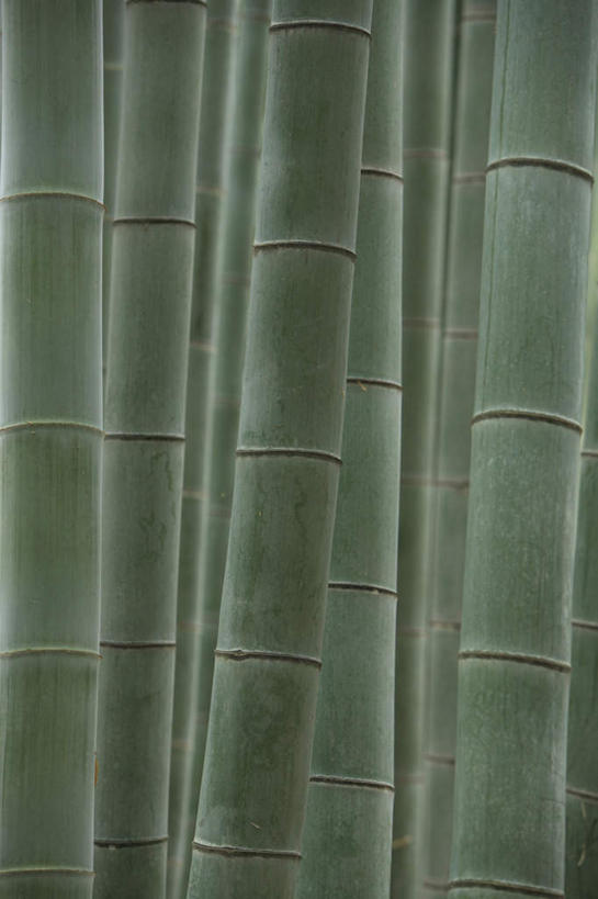 无人,竖图,室外,白天,正面,旅游,度假,纯洁,美景,植物,竹子,一排,许多,朦胧,模糊,整齐,景观,娱乐,竹竿,排列,绿色,自然,享受,休闲,景色,放松,生长,成长,高雅,队列,自然风光,奉献,质朴,正直,担当,竹,彩图,奋进,操守,四君子,岁寒三友,性坚,虚怀,虚心,善群,卓尔