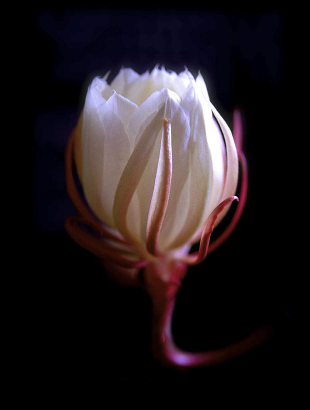 无人,竖图,室内,特写,白天,正面,旅游,度假,美景,黑色背景,朦胧,模糊,盛开,景观,花蕾,娱乐,花,花瓣,花朵,鲜花,自然,花苞,花蕊,享受,休闲,景色,放松,摄影,影棚,自然风光,昙花,永恒,短暂,瞬间,刹那,鬼仔花,韦陀花,月下美人,夜会草,彩图,影棚拍摄,拍摄