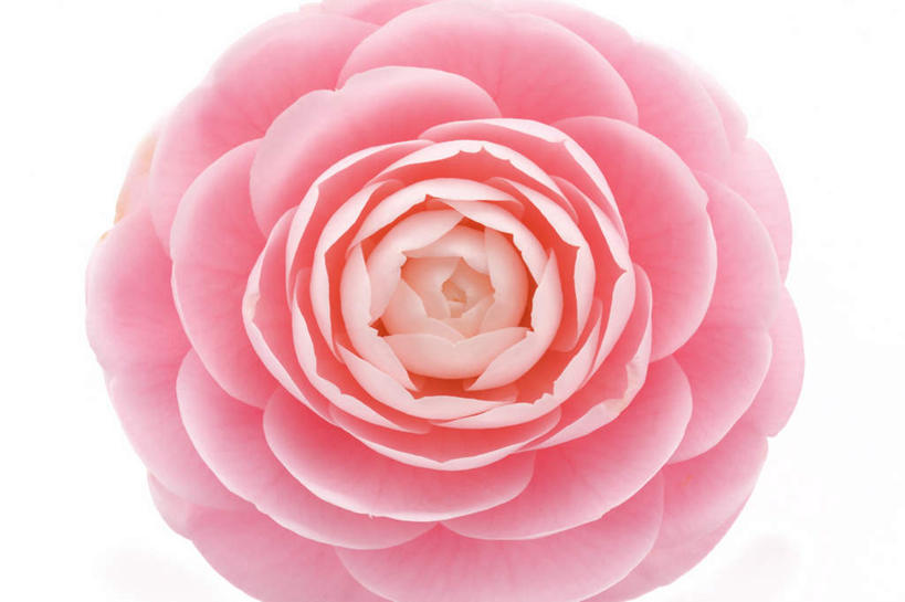 无人,横图,俯视,室内,特写,白天,白色背景,山茶花,朦胧,模糊,盛开,花蕾,花,花瓣,花朵,鲜花,一朵,粉色,花苞,花蕊,摄影,影棚,玉茗花,耐冬,海石榴,茶花,彩图,高角度拍摄,影棚拍摄,拍摄