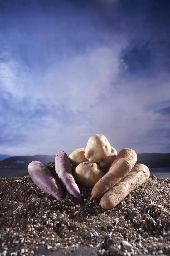 无人,竖图,室外,特写,白天,正面,萝卜,胡萝卜,蔬菜,土豆,朦胧,模糊,新鲜,泥土,土,云,云朵,食品,云彩,食物,蓝色,白云,蓝天,天空,天,摄影,有机食品,绿色食品,影棚,晴朗,紫薯,馍馍蛋,黑薯,晴空,洋芋,山药蛋,马铃薯,红萝卜,甘荀,彩图,影棚拍摄,拍摄