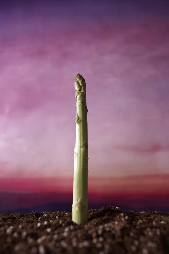 无人,竖图,室外,特写,白天,正面,芦笋,蔬菜,静物,朦胧,模糊,新鲜,泥土,土,食品,食物,一个,摄影,有机食品,绿色食品,影棚,单个,猪尾巴,药鸡豆子,石刁柏,蚂蚁杆,龙须菜,狼尾巴根,彩图,影棚拍摄,拍摄