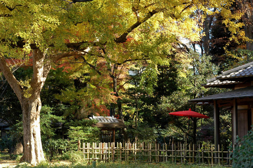 无人,横图,室外,白天,正面,旅游,度假,幸福,美景,树林,植物,东京,日本,亚洲,阴影,朦胧,模糊,光线,伞,影子,雨伞,纸伞,景观,古典,油纸伞,文化,娱乐,阳伞,树,树木,绿色,阳光,自然,享受,休闲,景色,放松,生长,成长,纪念,吉祥,自然风光,古朴,东亚,本州,关东地方,本州岛,日本国,东京都,平安,彩图,六义园,文京区