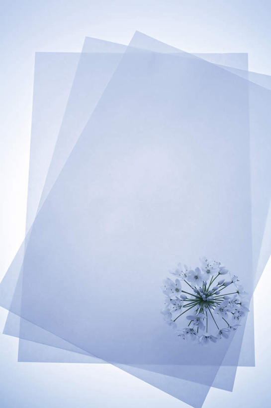 无人,竖图,俯视,室内,特写,白天,桌面,阴影,堆叠,盛开,光线,方格,影子,纸,三张,花蕾,花,花瓣,花朵,鲜花,排列,白色,阳光,白纸,花苞,花蕊,堆,队列,蜂室花,屈曲花,彩图,高角度拍摄