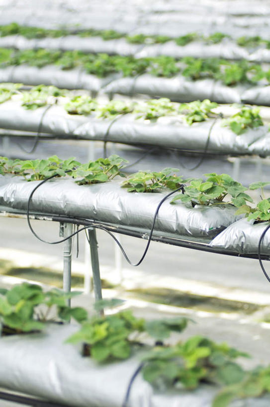 无人,农场,竖图,俯视,室内,白天,草地,草坪,植物,草莓,浆果,水果,叶子,许多,阴影,新鲜,光线,影子,生食,食品,果实,绿叶,温室,草,食物,绿色,阳光,嫩叶,有机食品,绿色食品,叶,叶片,洋莓,水果皇后,红莓,地莓,彩图,高角度拍摄