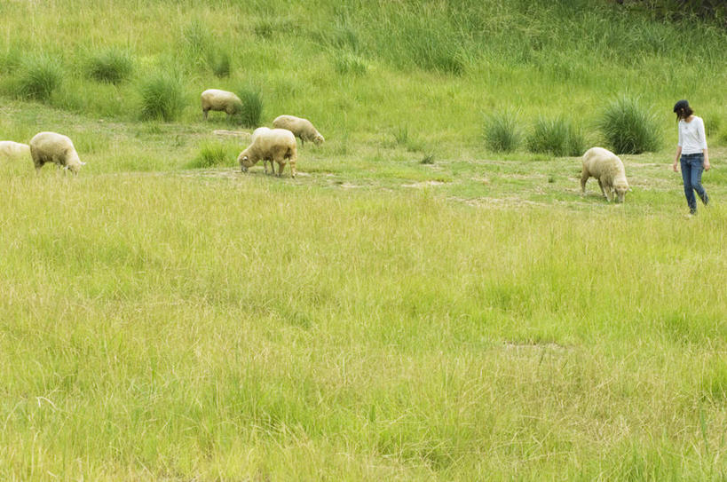 东方人,头发,一个人,站,笑,吃,微笑,露齿笑,横图,室外,白天,侧面,旅游,度假,牧场,草地,草坪,植物,羊,亚洲,仅一个年轻女性,仅一个女性,仅一个人,许多,阴影,服装,光线,影子,注视,休闲装,黄种人,娱乐,草,树,树木,衣服,绿色,白色,黑色,阳光,自然,动物,低头,观察,看,站着,享受,休闲,休闲服,家畜,放松,服饰,牲畜,生长,成长,观看,察看,关注,年轻女性,女人,女性,亚洲人,绵羊,嚼,食,站立,彩图,全身