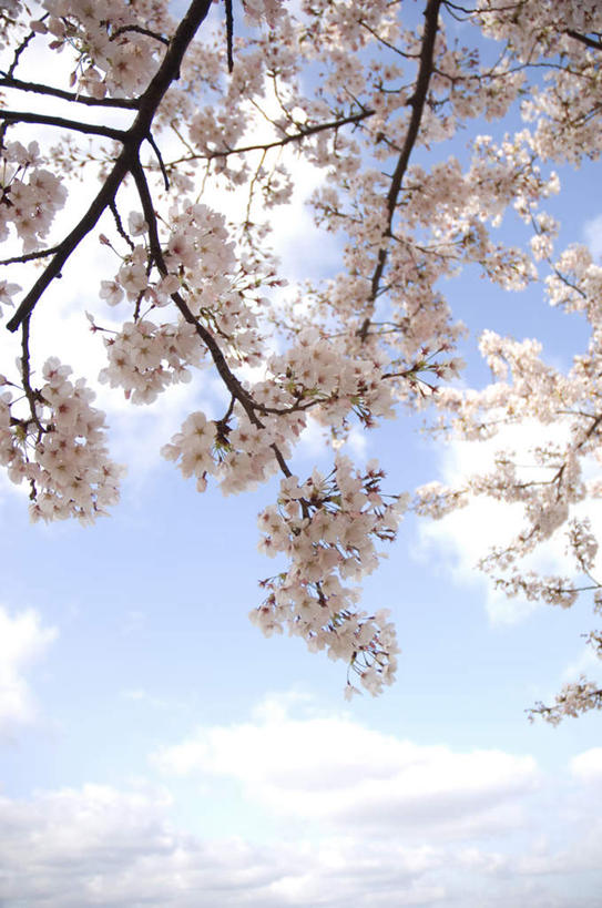 无人,竖图,室外,白天,仰视,旅游,度假,美景,植物,樱花,许多,阴影,盛开,光线,影子,景观,云,云朵,花蕾,云彩,娱乐,花,花瓣,花朵,鲜花,树,树木,粉色,蓝色,绿色,白云,蓝天,天空,阳光,自然,天,花苞,花蕊,享受,休闲,景色,放松,生长,成长,自然风光,仙樱花,福岛樱,青肤樱,荆桃,彩图,低角度拍摄