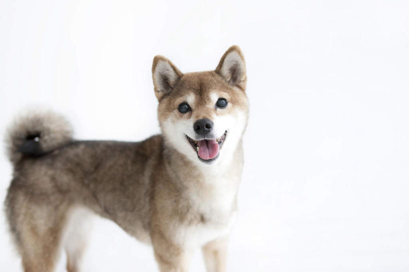 无人,站,横图,室内,特写,白天,白色背景,侧面,宠物,狗,瓷砖,地砖,墙,褐色,地面,扭头,注视,吐舌头,墙壁,墙面,一只,动物,观察,看,站着,张嘴,转头,可爱,摄影,影棚,观看,察看,关注,日本柴犬,张大嘴巴,忠诚,西巴犬,张开嘴,犬,站立,彩图,影棚拍摄,拍摄