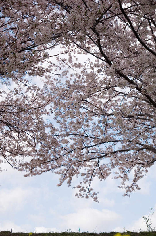 无人,竖图,室内,白天,仰视,旅游,度假,草地,草坪,美景,植物,樱花,阴影,盛开,光线,影子,景观,云,云朵,花蕾,云彩,娱乐,草,花,花瓣,花朵,鲜花,树,树木,粉色,蓝色,绿色,白云,蓝天,天空,阳光,自然,天,花苞,花蕊,享受,休闲,景色,放松,生长,成长,自然风光,仙樱花,福岛樱,青肤樱,荆桃,彩图,低角度拍摄