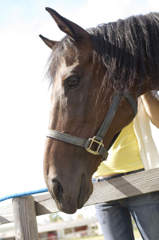 东方人,脸,头,脸颊,一个人,农场,栏杆,站,竖图,室外,特写,白天,正面,牧场,马,亚洲,仅一个年轻女性,仅一个女性,仅一个人,阴影,光线,影子,围栏,黄种人,护栏,一匹,阳光,站着,年轻女性,女人,女性,亚洲人,头部,脸部,脸蛋,面部,站立,半身,彩图