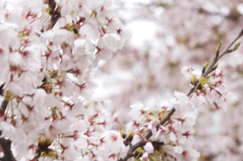 无人,横图,室外,白天,正面,旅游,度假,美景,樱花,许多,盛开,景观,云,云朵,樱花树,花蕾,云彩,娱乐,花,花瓣,花朵,鲜花,蓝色,白色,白云,蓝天,天空,自然,天,花苞,花蕊,享受,休闲,景色,放松,晴朗,自然风光,仙樱花,福岛樱,青肤樱,晴空,荆桃,彩图