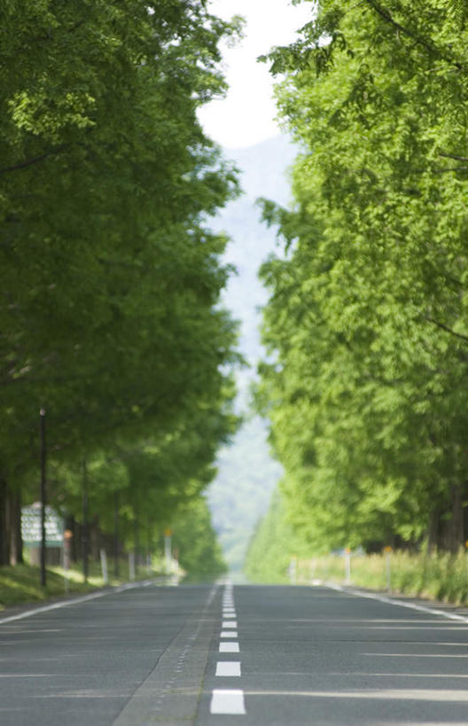 无人,竖图,室外,白天,正面,森林,树林,植物,道路,路,公路,一排,整齐,交通,树,树木,排列,绿色,自然,生长,成长,队列,马路,彩图