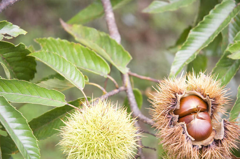 无人,横图,俯视,室外,白天,美景,树林,植物,许多,景观,板栗,栗子,坚果,毛栗子,树,树木,绿色,自然,景色,生长,成长,自然风光,毛栗,栗果,栗楔,彩图,高角度拍摄