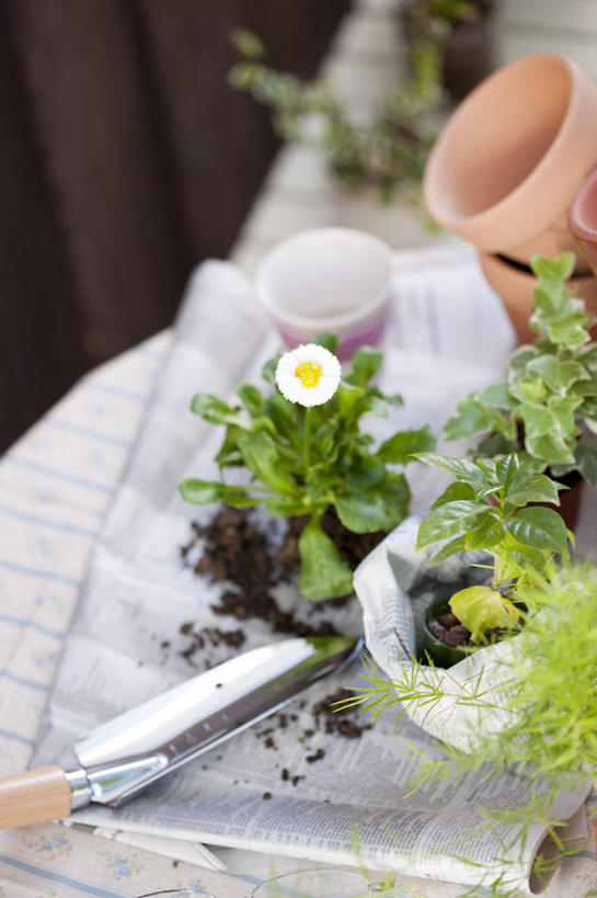 无人,竖图,俯视,室内,白天,花海,花圃,植物,桌子,报纸,叶子,许多,盛开,信息,布料,铲子,盆栽,盆景,花蕾,布纹,桌布,花,花瓣,花朵,花卉,鲜花,绿色,自然,餐巾,台布,花丛,花束,花田,花苞,花蕊,生长,成长,新闻,彩图,高角度拍摄,报刊