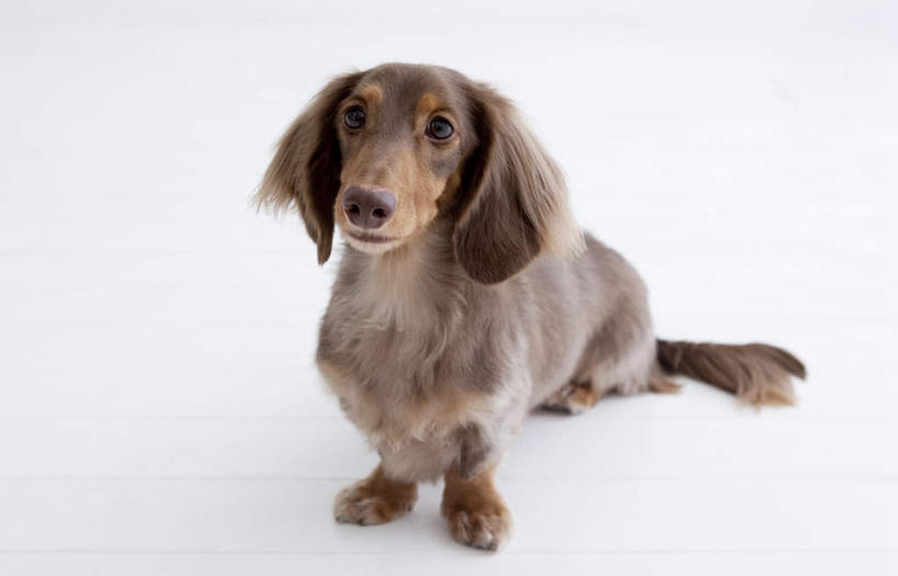 无人,坐,横图,俯视,室内,白天,白色背景,宠物,狗,腊肠犬,迷你腊肠犬,地面,注视,一只,动物,观察,看,可爱,摄影,影棚,观看,察看,关注,忠诚,迷你腊肠狗,犬,坐着,彩图,高角度拍摄,全身,影棚拍摄,拍摄