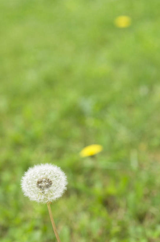 无人,竖图,室外,特写,白天,正面,旅游,度假,美景,蒲公英,朦胧,模糊,盛开,景观,花蕾,娱乐,花,花瓣,花朵,鲜花,一朵,白色,自然,花苞,花蕊,享受,休闲,景色,放松,自然风光,蒲公草,尿床草,彩图