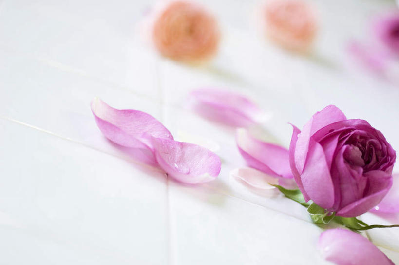 无人,横图,俯视,室内,特写,白天,爱情,幸福,纯洁,热情,美景,玫瑰,朦胧,模糊,盛开,景观,玫瑰花,浪漫,花蕾,花,花瓣,花朵,鲜花,一朵,蓝色,自然,花苞,花蕊,温暖,温馨,景色,恩爱,和睦,自然风光,感动,尊敬,天真,刺玫花,徘徊花,彩图,高角度拍摄,融洽