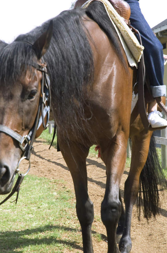 东方人,一个人,坐,竖图,室外,白天,仰视,锻炼,运动,草地,草坪,植物,马,野生动物,亚洲,仅一个男性,仅一个人,骑马,阴影,服装,光线,影子,注视,休闲装,黄种人,一匹,草,仅一个年轻男性,衣服,绿色,阳光,动物,观察,看,休闲,休闲服,运输,服饰,牲畜,观看,察看,关注,体育,男人,男性,年轻男性,亚洲人,坐着,半身,彩图,低角度拍摄,健身