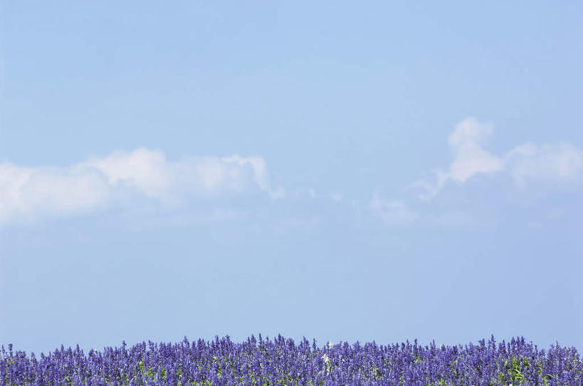 无人,横图,室外,白天,正面,爱情,旅游,度假,花海,花圃,美景,植物,叶子,许多,盛开,景观,云,云朵,绿叶,浪漫,花蕾,云彩,娱乐,花,花瓣,花朵,花卉,鲜花,蓝色,绿色,白云,蓝天,天空,自然,香草,花丛,花田,天,花苞,花蕊,薰衣草,享受,休闲,嫩叶,景色,放松,生长,晴朗,成长,自然风光,呼吸,灵香草,黄香草,奇迹,叶,叶片,晴空,彩图