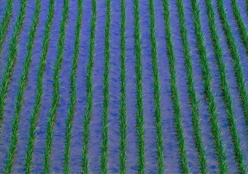 无人,横图,俯视,室外,白天,爱情,旅游,度假,花海,花圃,美景,植物,叶子,一排,许多,整齐,盛开,景观,绿叶,浪漫,花蕾,娱乐,花,花瓣,花朵,花卉,鲜花,排列,绿色,紫色,自然,香草,花丛,花田,花苞,花蕊,薰衣草,享受,休闲,嫩叶,景色,放松,生长,成长,队列,自然风光,呼吸,灵香草,黄香草,奇迹,叶,叶片,彩图,高角度拍摄