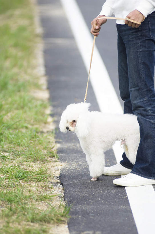 东方人,一个人,站,竖图,俯视,室外,白天,草地,草坪,植物,道路,路,公路,宠物,狗,亚洲,仅一个年轻女性,仅一个女性,仅一个人,一条,服装,交通,休闲装,黄种人,贵宾犬,草,衣服,绿色,白色,动物,站着,休闲,休闲服,可爱,服饰,贵妇犬,牵引绳,忠诚,玩具贵宾犬,年轻女性,女人,女性,亚洲人,马路,犬,站立,半身,彩图,高角度拍摄