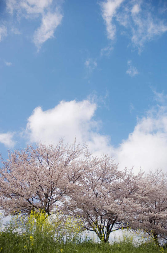 无人,竖图,室外,白天,正面,旅游,度假,幸福,纯洁,草地,草坪,美景,植物,樱花,许多,阴影,盛开,光线,影子,景观,云,云朵,花蕾,云彩,娱乐,草,花,花瓣,花朵,鲜花,树,树木,粉色,蓝色,绿色,白云,蓝天,天空,阳光,自然,天,花苞,花蕊,享受,休闲,景色,放松,生长,晴朗,成长,等待,生命,自然风光,仙樱花,福岛樱,青肤樱,高尚,热烈,晴空,荆桃,彩图