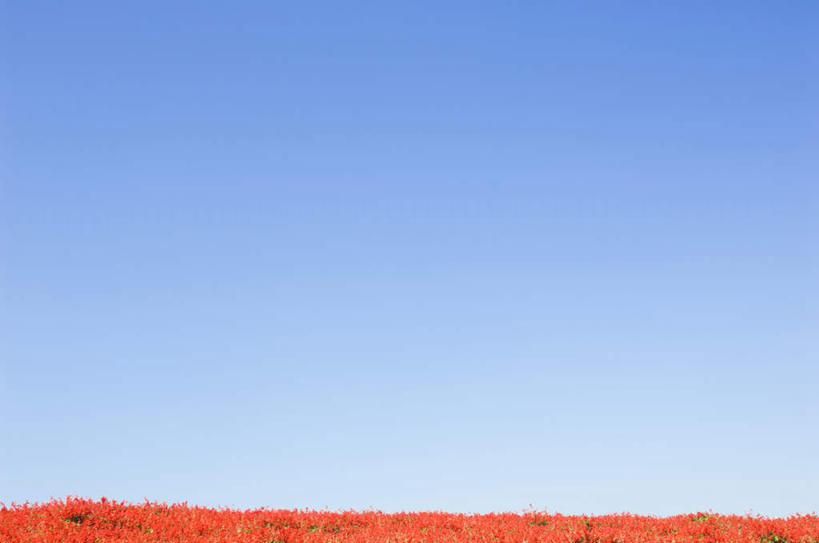 无人,家庭,横图,室外,白天,正面,旅游,度假,智慧,花海,花圃,美景,植物,叶子,许多,盛开,景观,绿叶,花蕾,娱乐,花,花瓣,花朵,花卉,鲜花,红色,蓝色,绿色,蓝天,天空,自然,花丛,花田,天,花苞,花蕊,享受,休闲,嫩叶,景色,放松,生长,晴朗,成长,鼠尾草,自然风光,万里无云,理性,叶,叶片,晴空,晴空万里,彩图