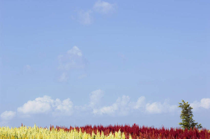 无人,家庭,横图,室外,白天,正面,旅游,度假,智慧,花海,花圃,美景,植物,叶子,许多,盛开,景观,绿叶,花蕾,娱乐,花,花瓣,花朵,花卉,鲜花,黄色,红色,绿色,自然,花丛,花田,花苞,花蕊,享受,休闲,嫩叶,景色,放松,生长,成长,鼠尾草,自然风光,理性,叶,叶片,彩图