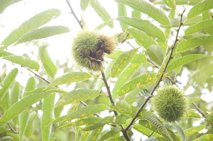 无人,横图,室外,特写,白天,仰视,叶子,许多,阴影,朦胧,模糊,光线,影子,板栗,栗子,坚果,果实,绿叶,毛栗子,两个,蓝色,蓝天,天空,阳光,干果,天,嫩叶,晴朗,万里无云,毛栗,栗果,栗楔,叶,叶片,晴空,晴空万里,彩图,低角度拍摄